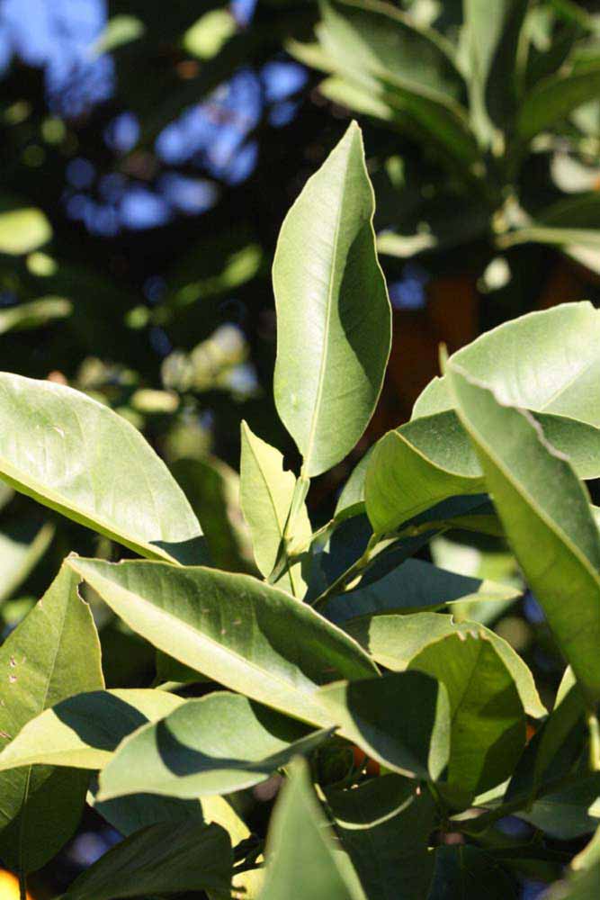            Sun leaves (Riverside, CA)   